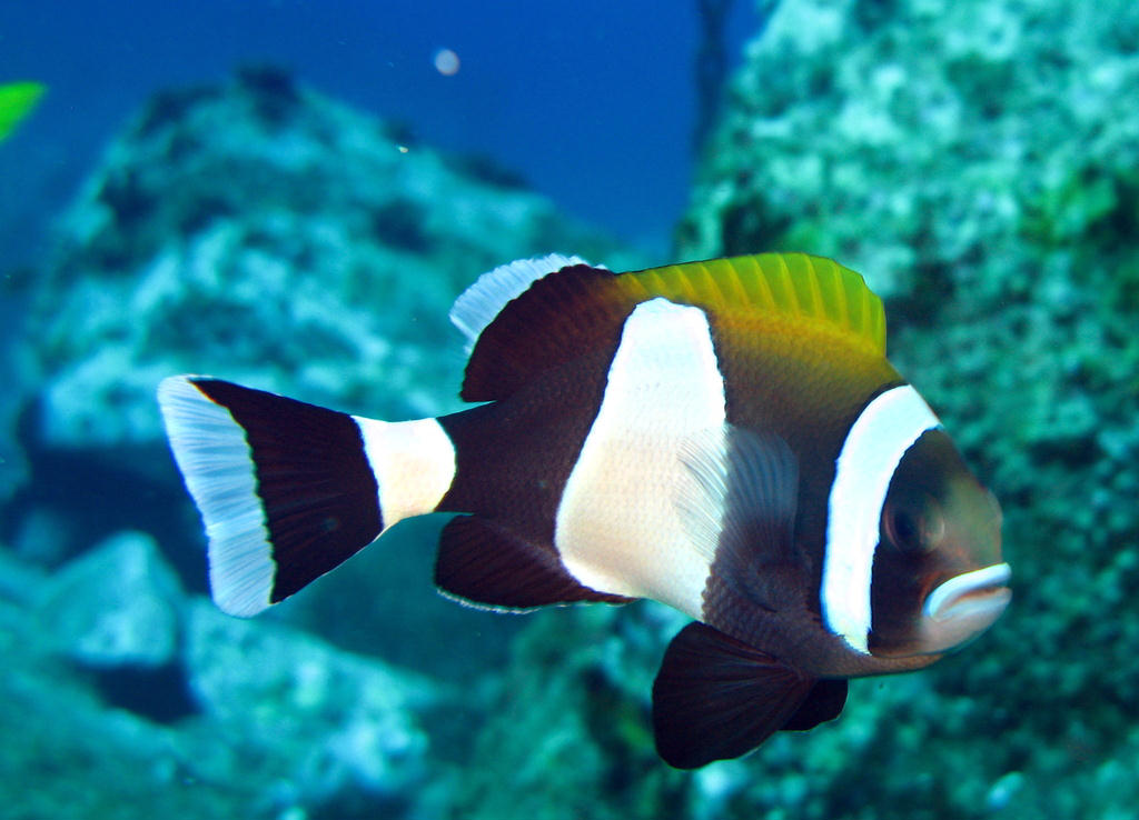 Amphiprion latezonatus